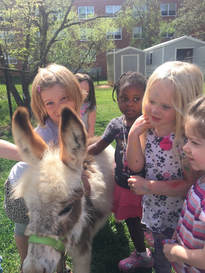 Miniature donkey at Rocky Branch Longears