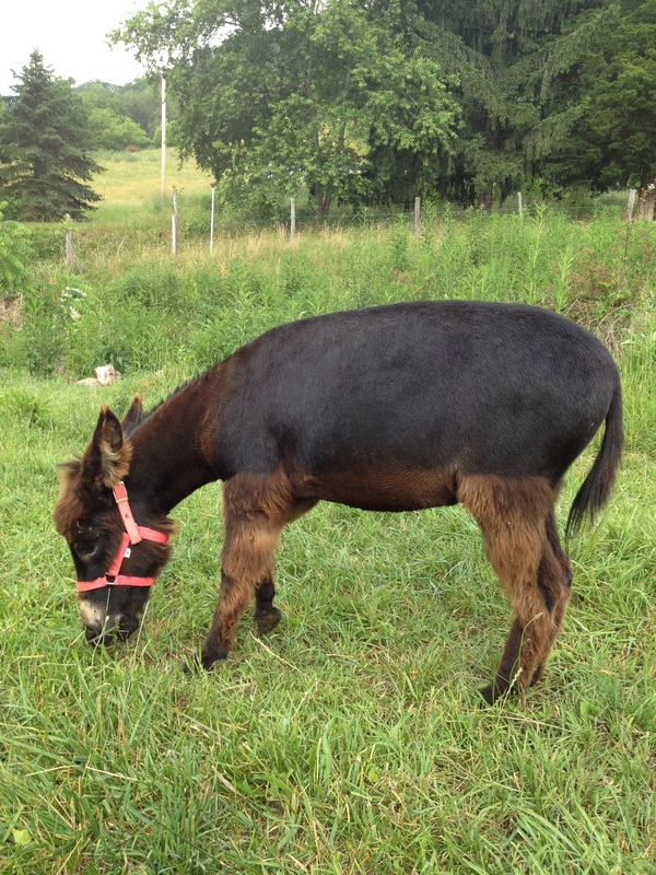 Rocky Branch Longears miniature donkey