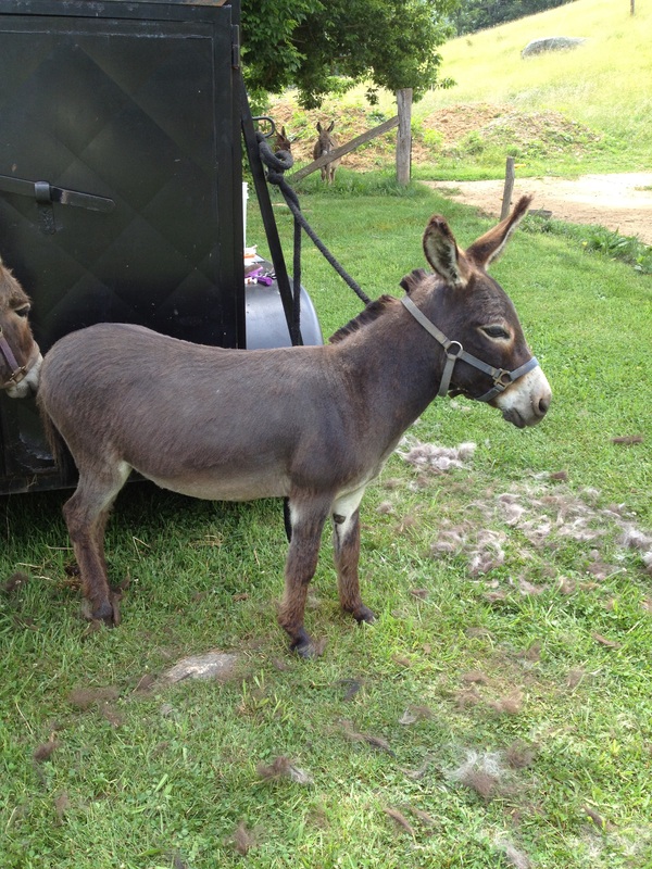 Rocky Branch Longears miniature donkey