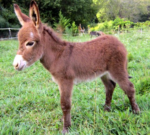 Rocky Branch Longears miniature donkey