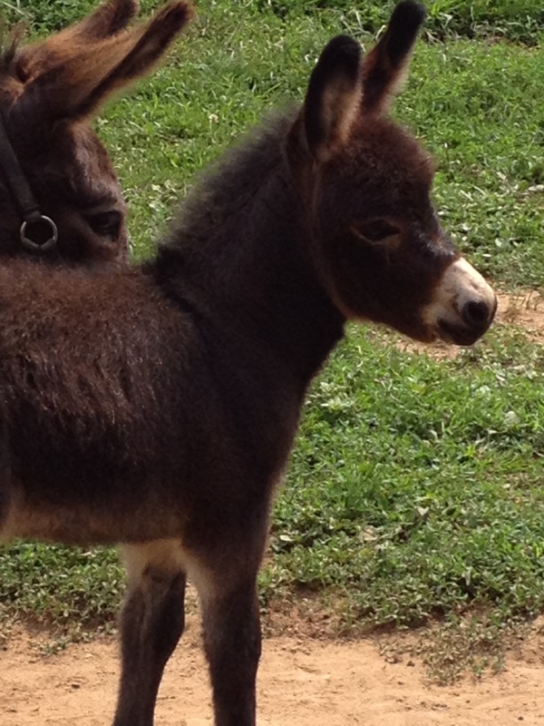 Rocky Branch Longears miniature donkey