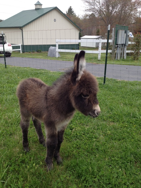 Rocky Branch Longears miniature donkey