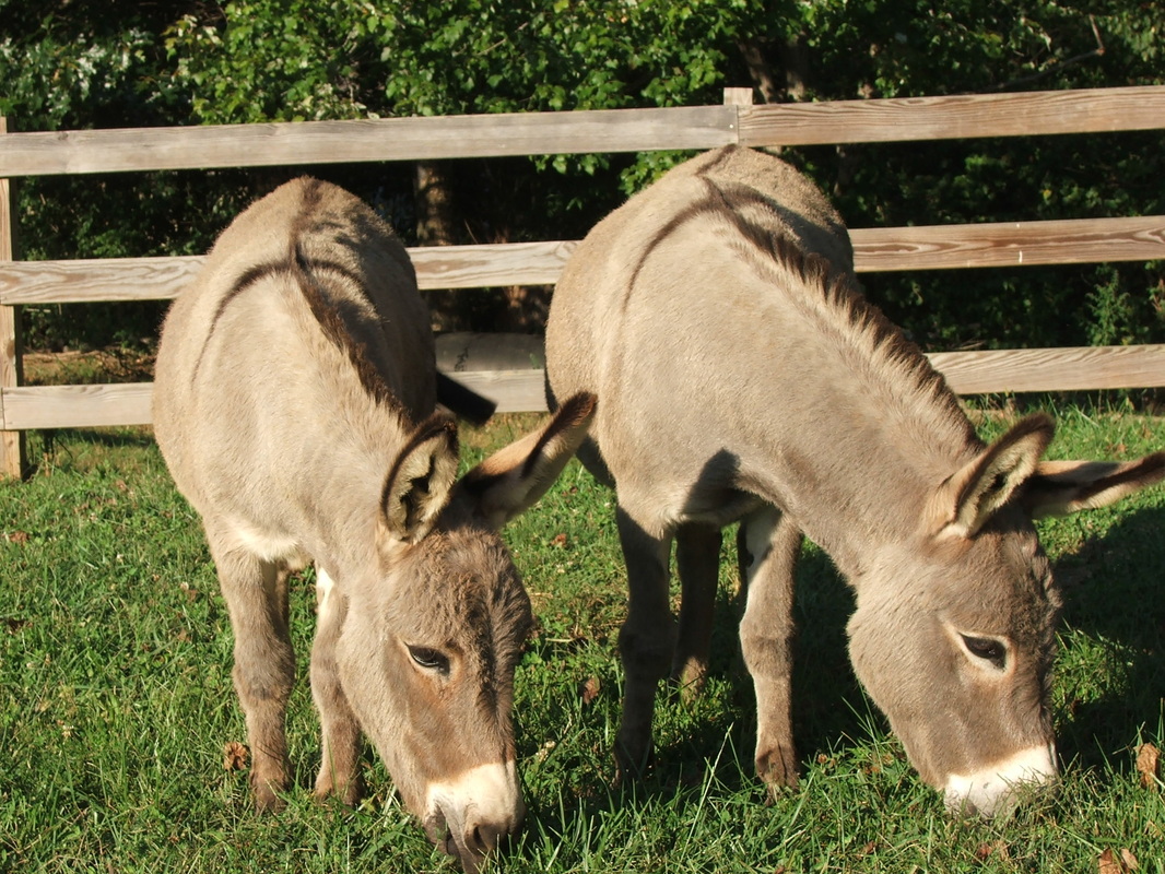 Rocky Branch Longears miniature donkey