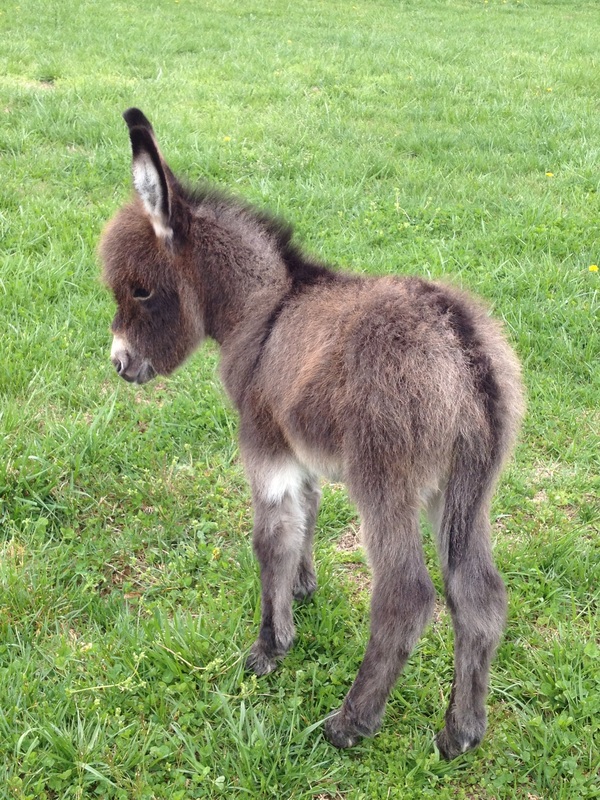Rocky Branch Longears miniature donkey