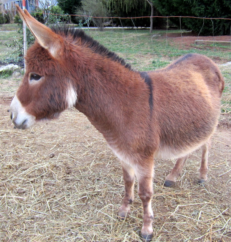 Rocky Branch Longears miniature donkey