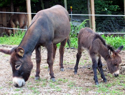 Rocky Branch Longears miniature donkey
