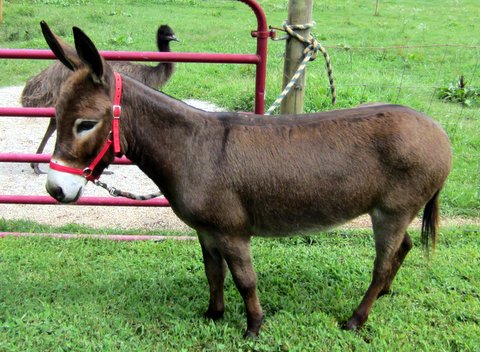 Rocky Branch Longears miniature donkey