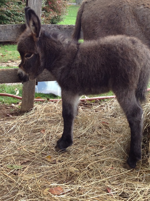 Rocky Branch Longears miniature donkey