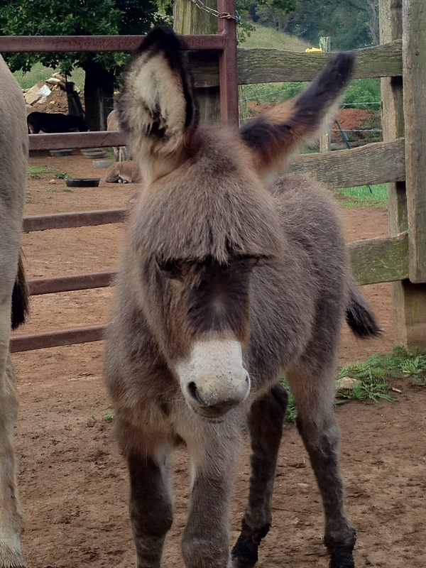 Rocky Branch Longears miniature donkey