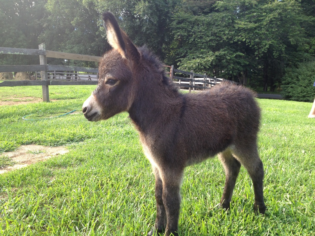 Rocky Branch Longears miniature donkey
