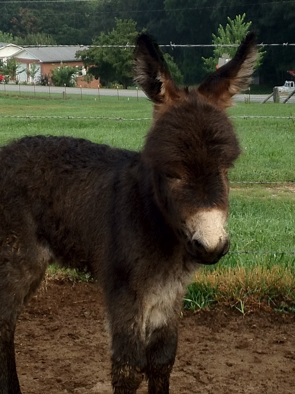 Rocky Branch Longears miniature donkey