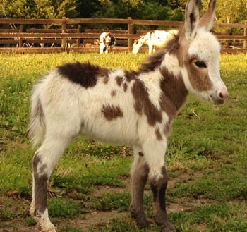 Rocky Branch Longears miniature donkey