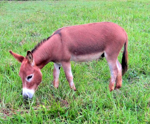 Rocky Branch Longears miniature donkey