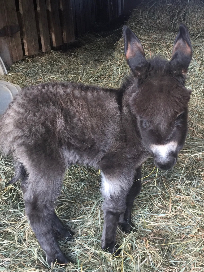 Rocky Branch Longears miniature donkey