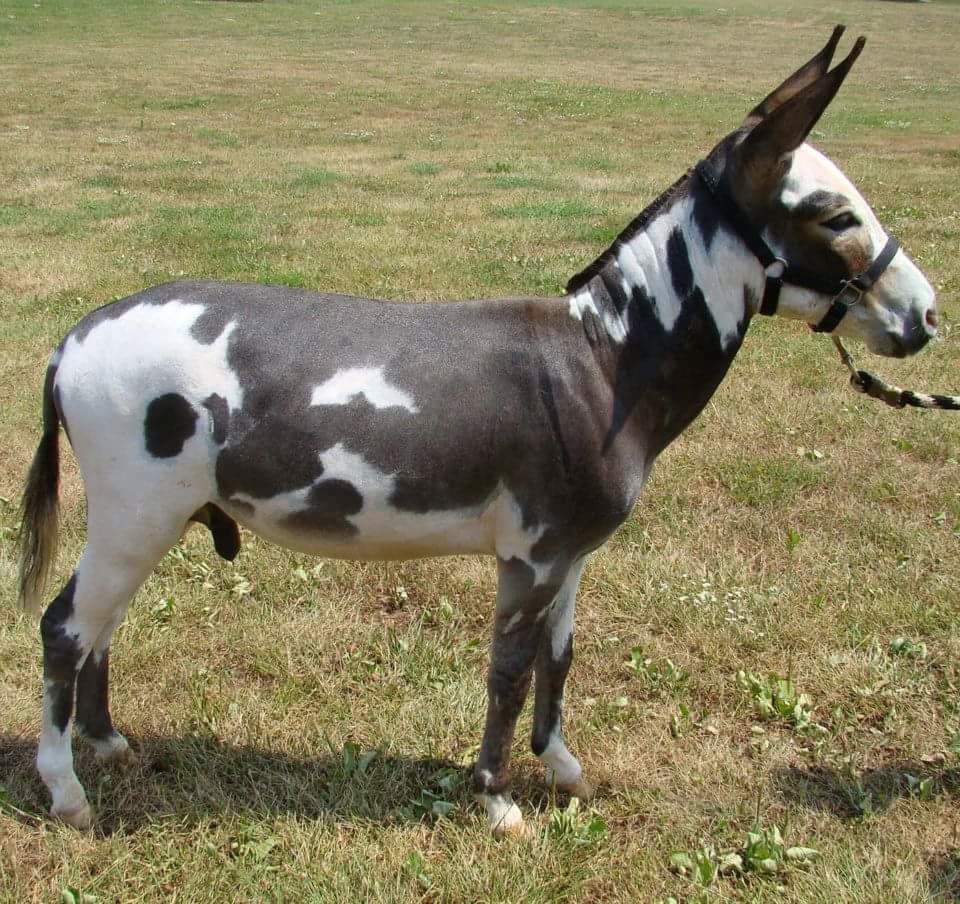 Rocky Branch Longears miniature donkey