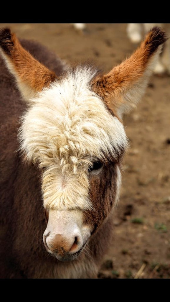 Rocky Branch Longears miniature donkey